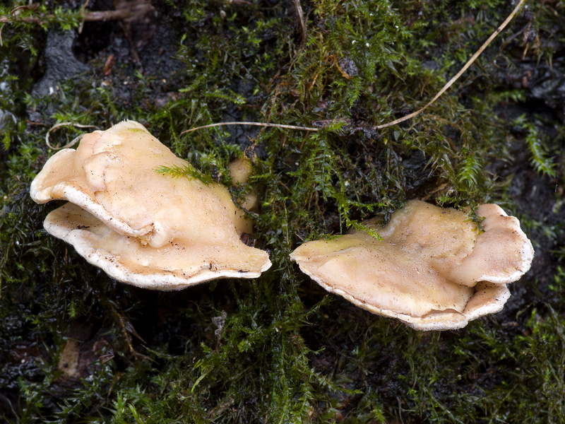 Loweomyces fractipes